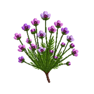 Illustration of Moss Phlox