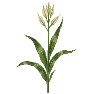 Illustration of New Zealand flax 'Cream Delight'