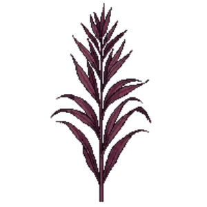 Illustration of New Zealand Flax