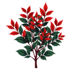 Illustration of Photinia 'Red Robin'
