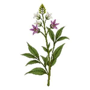Illustration of Frogfruit