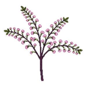 Illustration of Ninebark 'Diabolo'