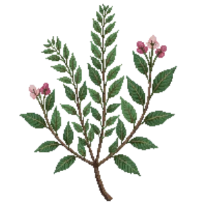 Illustration of Ninebark 'Tiny Wine'