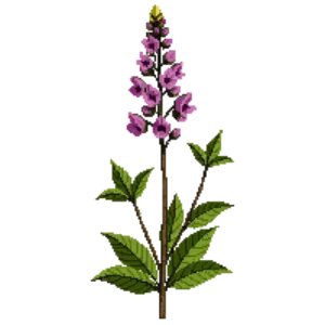 Illustration of Obedient Plant 'Vivid'