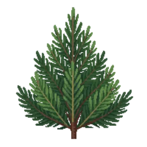 Illustration of Dwarf Alberta Spruce