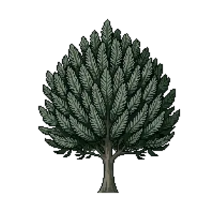 Illustration of Dwarf Serbian Spruce