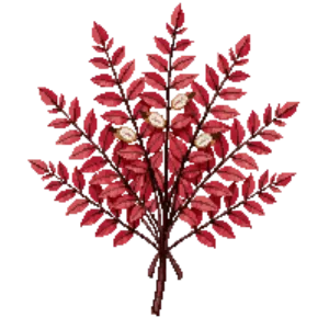 Illustration of Pieris 'Forest Flame'