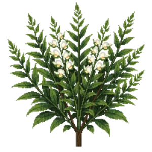Illustration of Pieris 'Mountain Fire'
