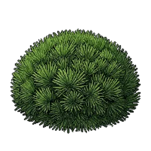 Illustration of Low Glow Japanese Red Pine