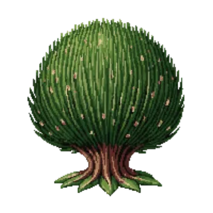Illustration of Dwarf mountain pine