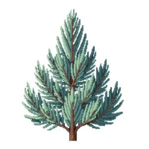Illustration of Japanese White Pine