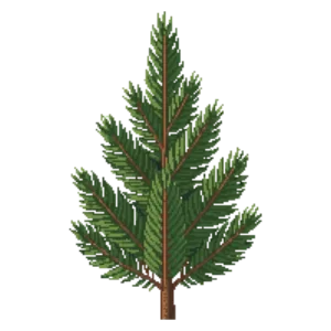 Illustration of Dwarf Eastern White Pine