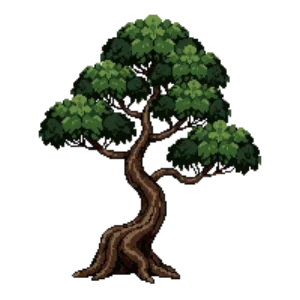 Illustration of Japanese Black Pine (niwaki)