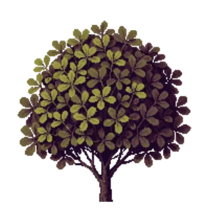 Illustration of Pittosporum 'Tom Thumb'