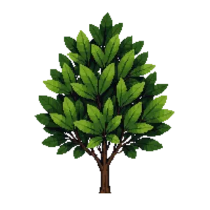 Illustration of Kohuhu