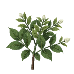 Illustration of Pittosporum 'Wheeler's Dwarf'