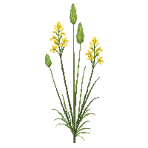Illustration of Silkgrass