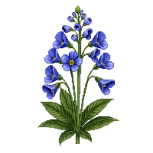 Illustration of Balloon Flower 'Sentimental Blue'