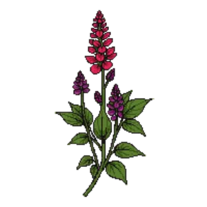 Illustration of Coleus
