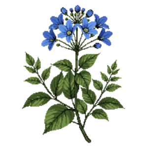 Illustration of Cape Plumbago