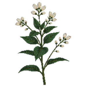 Illustration of Mayapple