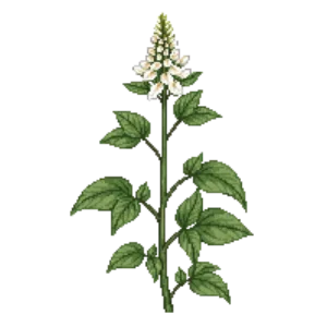Illustration of Smooth Solomon's Seal