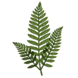 Illustration of Common Polypody