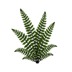 Illustration of Christmas Fern