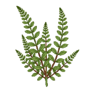 Illustration of Braun's Holly Fern