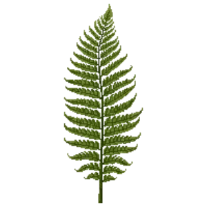 Illustration of Western Sword Fern