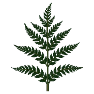 Illustration of Japanese Tassel Fern