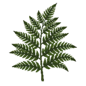 Illustration of Soft Shield Fern