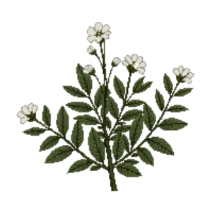 Illustration of Shrubby Cinquefoil 'Abbotswood'