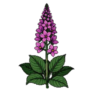 Illustration of Candelabra primula