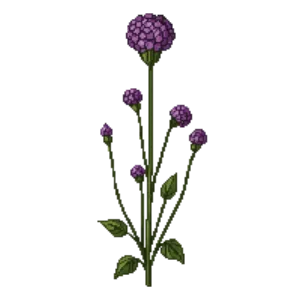 Illustration of Drumstick primula