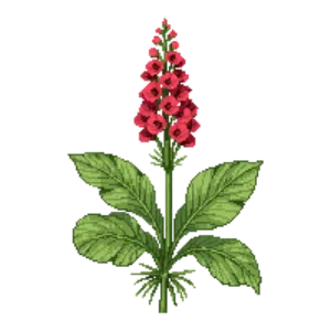 Illustration of Candelabra primula 'Miller's Crimson'