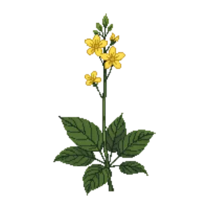 Illustration of Cowslip