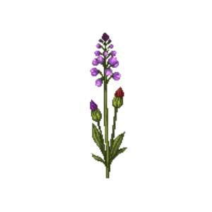 Illustration of Orchid primrose