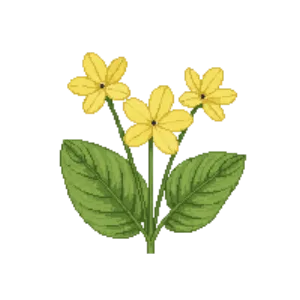 Illustration of Primrose