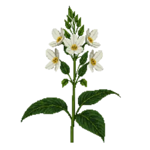 Illustration of Largeflower Fairybells