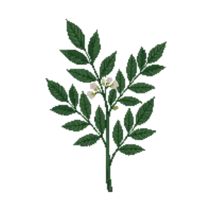 Illustration of Hollyleaf Cherry