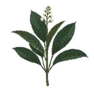 Illustration of Cherry Laurel