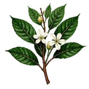 Illustration of Chokecherry