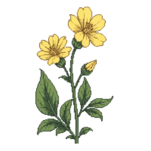 Illustration of Paperflower