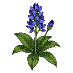 Illustration of Lungwort 'Blue Ensign'