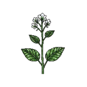Illustration of Lungwort 'Sissinghurst White'