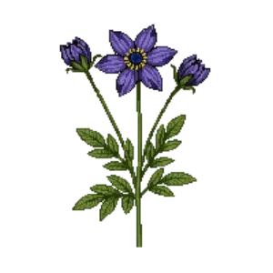 Illustration of Pasque Flower