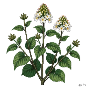 Illustration of Hoary Mountain Mint