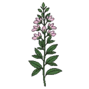 Illustration of Mountain Mint
