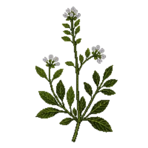 Illustration of Narrowleaf Mountain Mint